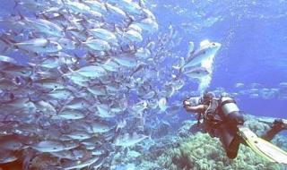 太平洋海底世界 太平洋海底世界