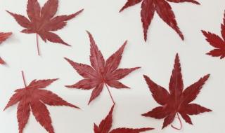 树叶手工粘贴画教程 树叶手工粘贴画教程