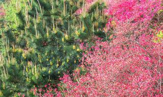 夜半三更哟盼天明 夜半三更哟盼天明