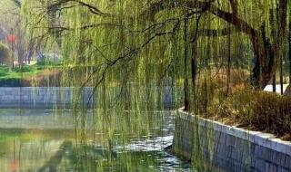 关于三月的唯美句子 关于三月的唯美句子