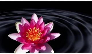 目光如豆是什么生肖 目光如豆是什么生肖